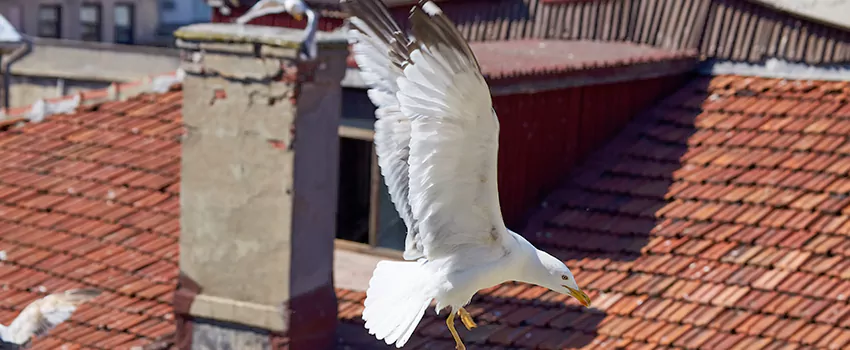 Residential Chimney Animal Removal Solution in Defiance, OH